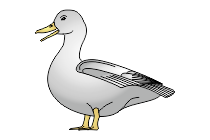 adler