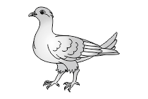 adler